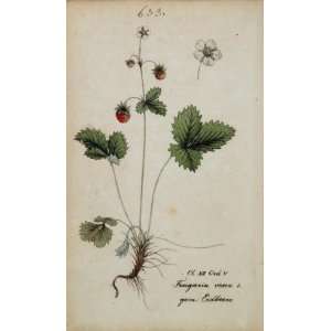   Strawberry Botanical Print   Hand Colored Lithograph