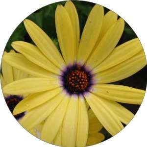 : Yellow Flowers Art   Fridge Magnet   Fibreglass reinforced plastic 