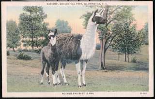 WASHINGTON DC Mother & Baby Llama National Zoo Vintage Linen Postcard 