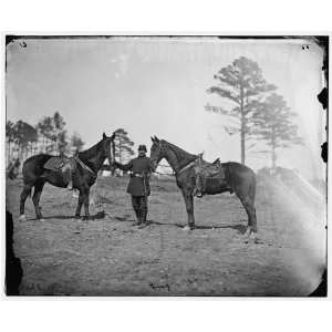   Col. George Henry Sharpes horses, headquarters, Army of The Potomac