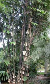 Gigantochloa atroviolacea   Java black bamboo  15 seeds  