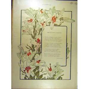   1901 Spring Flowers French Print Lillies Iris Garden