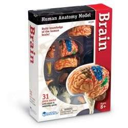 Human BRAIN Model Anatomy science Biology Medical Teacher Learning 