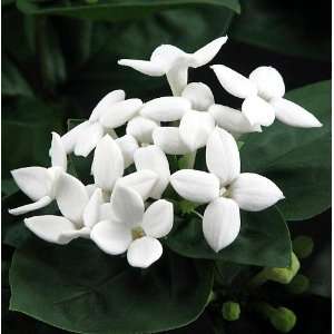  Rare White Bouvardia Jasmine Plant   Delicate Fragrance 
