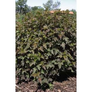 Shop for Bushes & Shrubs in the Lawn & Garden department of  