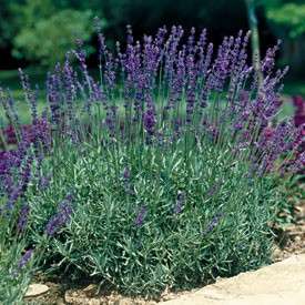 Lavender English ( Lavendula angustifolia) 50 Seeds  