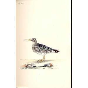  Purple Sandpiper Meyer H/C Birds 1842 50