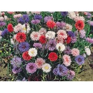  Bachelor Button Polka Dot Mix 200 + Seeds In the 