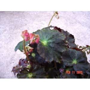  Bethlehem Star Begonia Plant Patio, Lawn & Garden