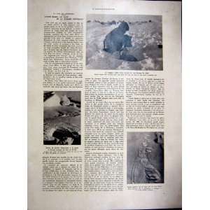  Arctic Fox Trap Hunt Polar French Print 1936: Home 