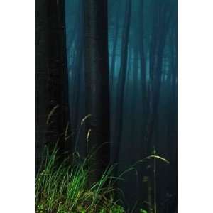  Mystical Forest   Peel and Stick Wall Decal by Wallmonkeys 