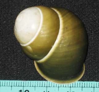 38 mm Beautiful Colour Base Green Land Snail Shell  
