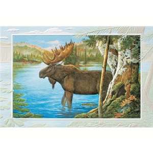   Moose Bday   Everyday Greeting Cards. Pack of 6 
