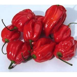  Caribbean Red Habenero Pepper   50+ Seeds   Very Hot 