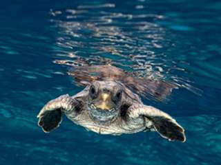Tortuga   Die unglaubliche Reise der Meeresschildkröte   Steelbook 