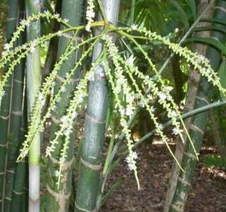 HUGE RARE LIVE Dypsis Cabada Palm Tree BLUE Bamboo Trunks  