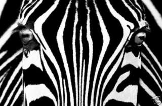Fototapete Poster TIERE Zebra schwarz weiß Täuschung   
