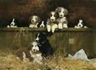 bearded collie puppies  