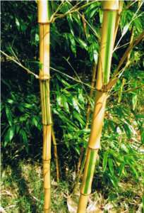 Buy 3   Get 4th FREE CASTILLON Yellow Bamboo Plant 5G  