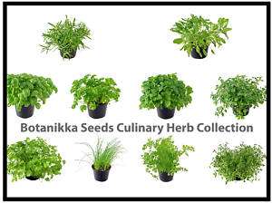 Make Your Own Herb Seed Collection BOTANIKKA SEEDS  