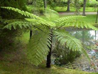   australian native fast growing evergreen tree fern slender trunk 2 5m