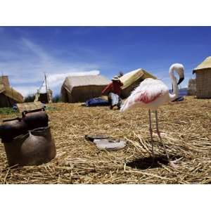  Flamingo Sharing Life with Indigenous Uros People on 