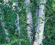 LEGENDARY Famed White Birch Tree SEEDS  