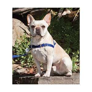  ECO Easy Walk Dog Harness And Leash: Pet Supplies