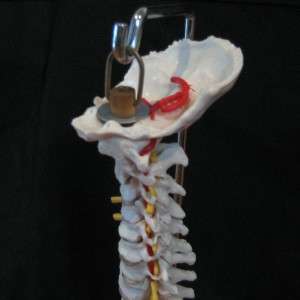 Life Size Anatomical Skeleton (Spine) Human Vertebral  