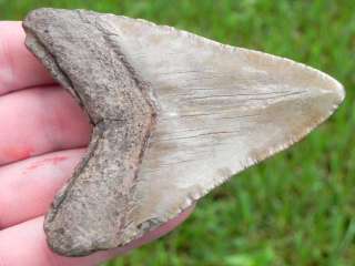 3a MEGALODON Shark Tooth Teeth Fossil SUPER WIDE BEAST  