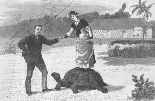 SRI LANKA Ceylon Giant Tortoise, antique print, 1879  