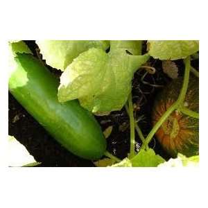  Carolina Hybrid Cucumber Seed Pack Patio, Lawn & Garden